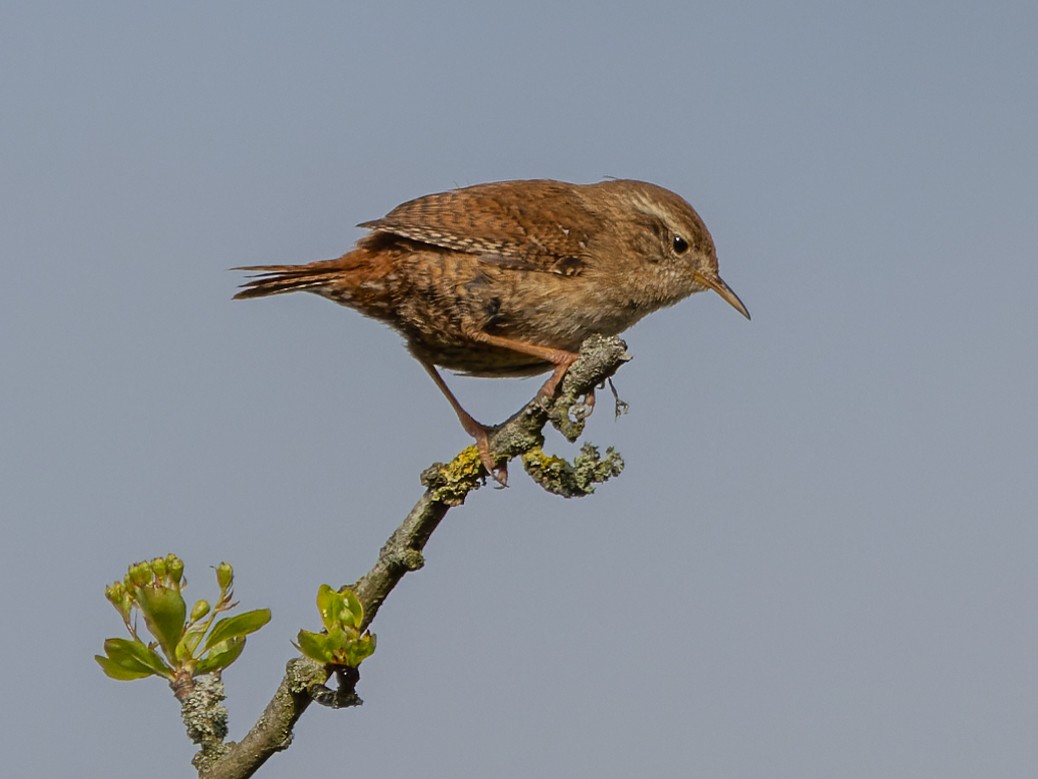 Eurasian Wren (British) - ML435326161