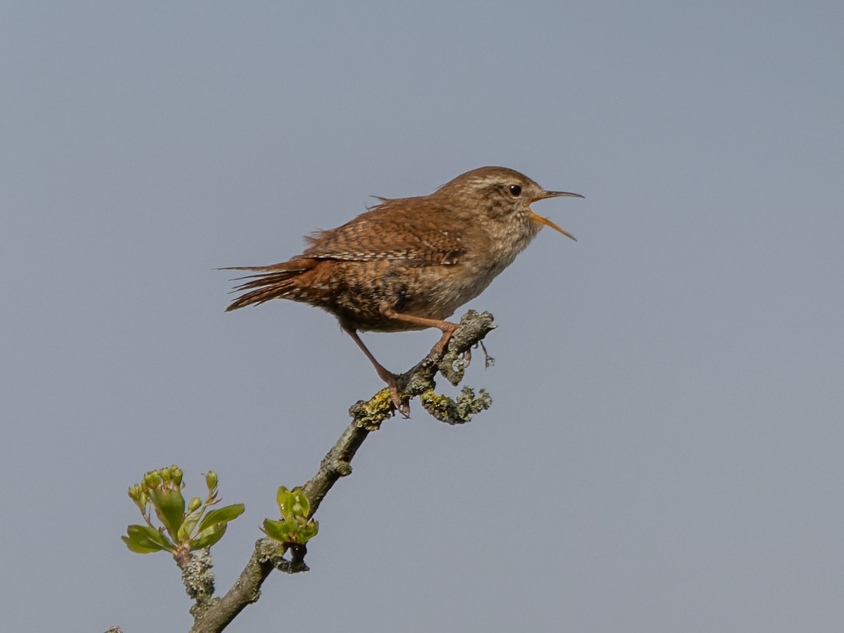 Eurasian Wren (British) - William Stephens