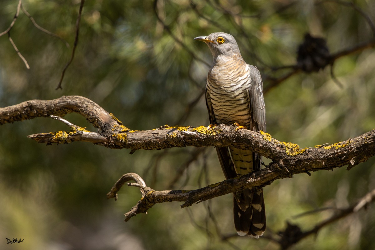 Common Cuckoo - ML435327461