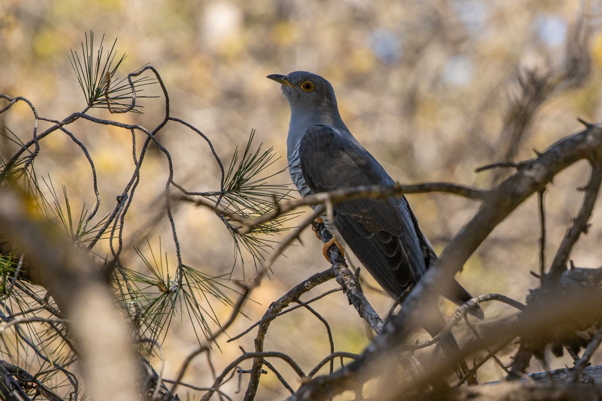 Common Cuckoo - ML435327471