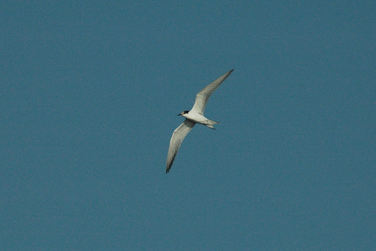 Common Tern - Alexandre Hespanhol Leitão