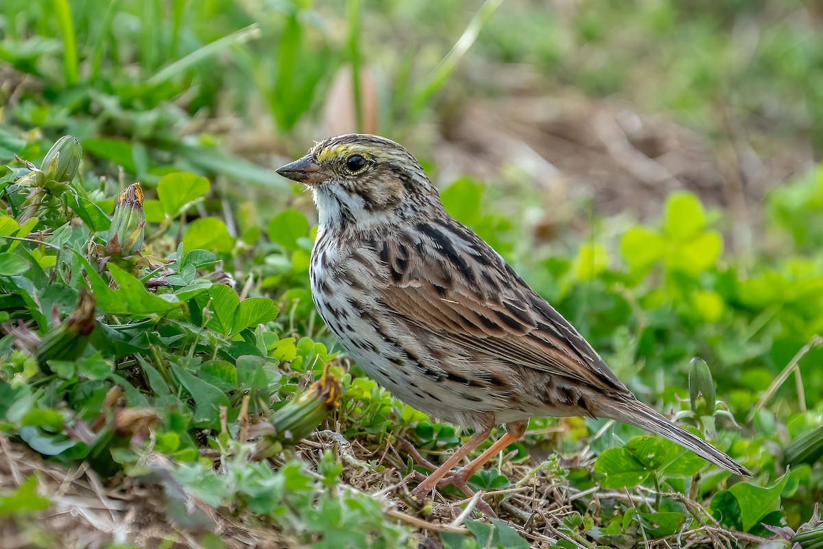 Savannah Sparrow - ML435330201