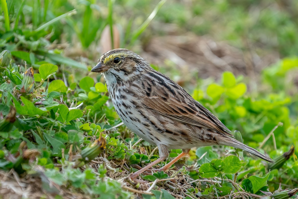 Savannah Sparrow - ML435330211