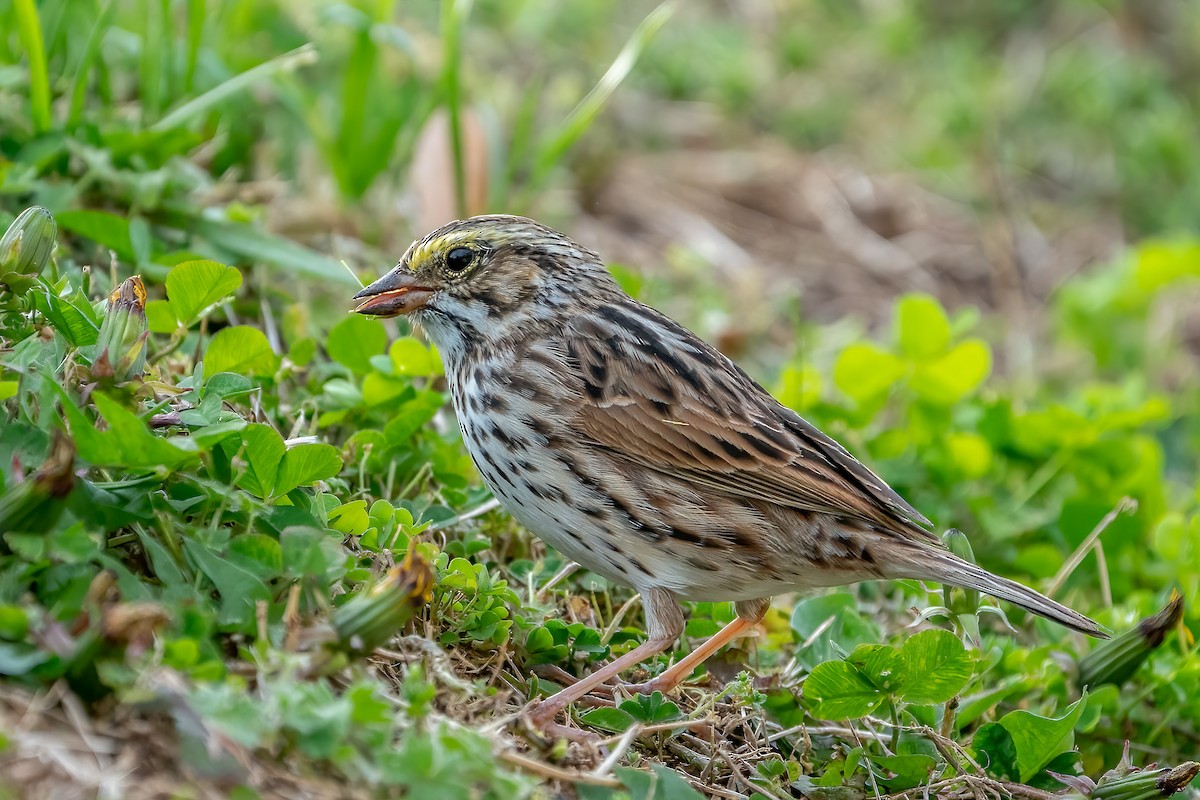 Savannah Sparrow - ML435330221