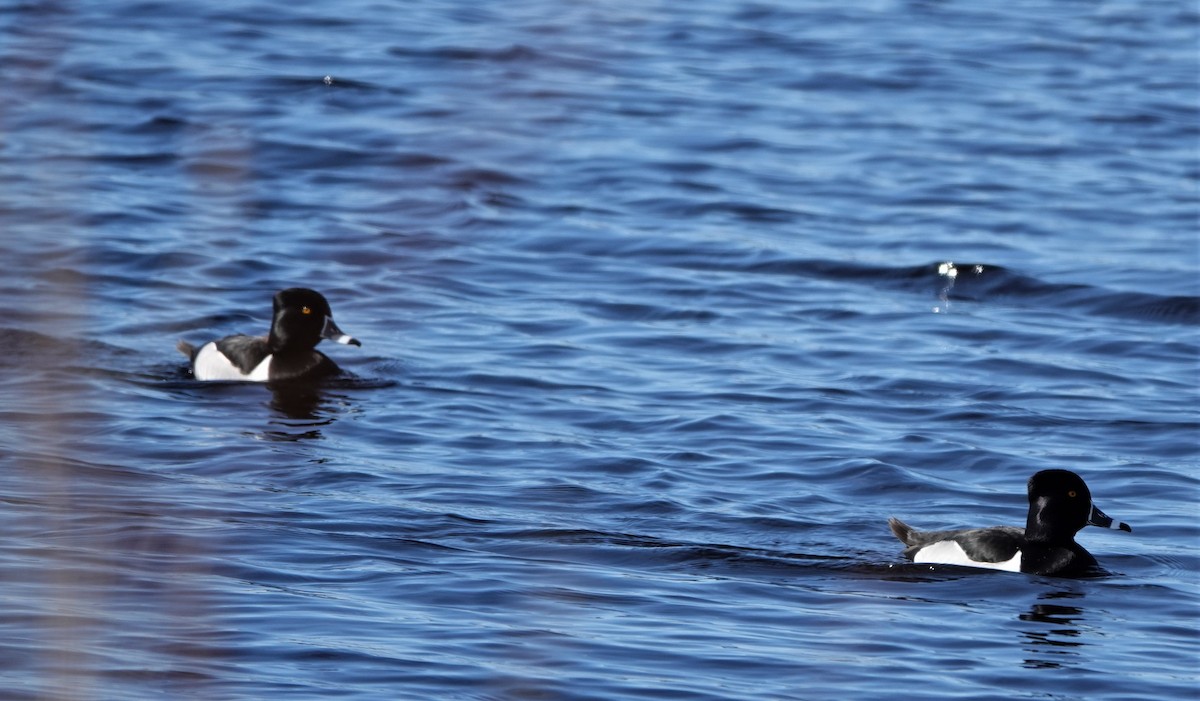 Ring-necked Duck - ML435330331