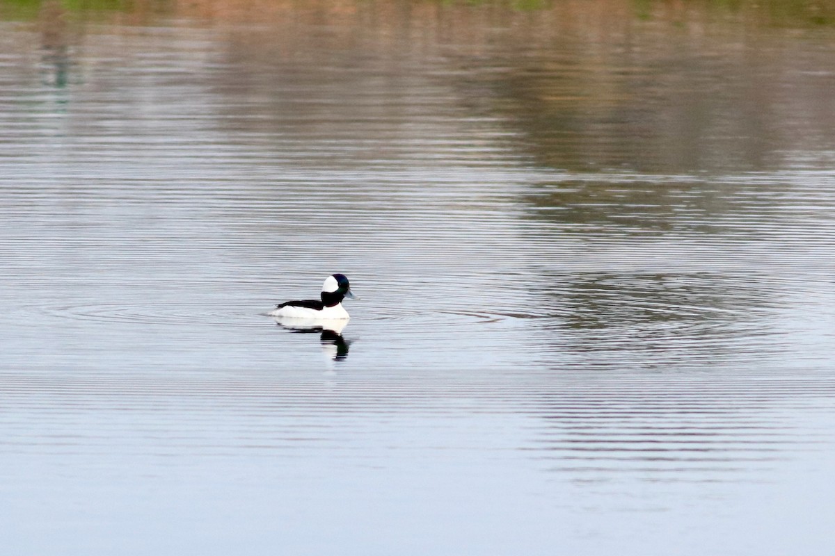 Bufflehead - George Forsyth