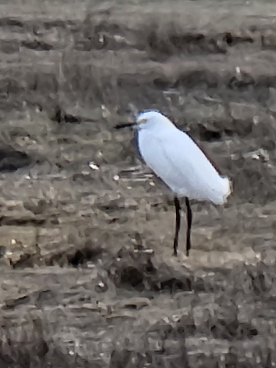 Snowy Egret - ML435331291