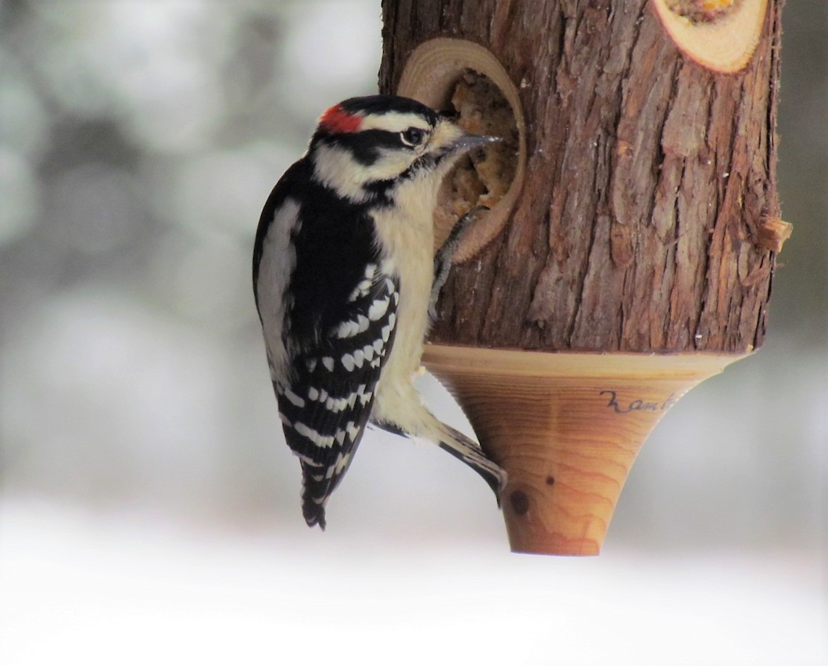 Downy Woodpecker - ML43533151