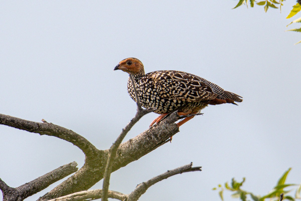 Painted Francolin - Uday Agashe