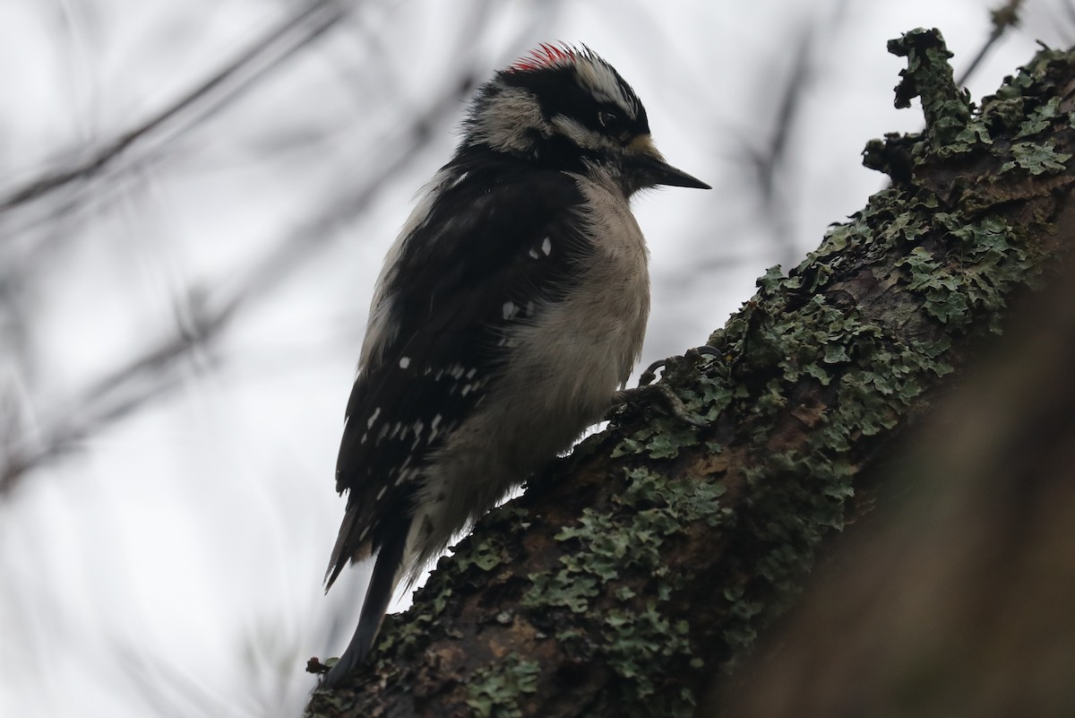 Downy Woodpecker - ML435333191