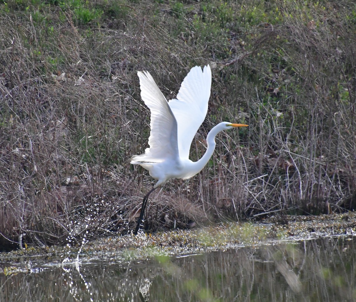 大白鷺 - ML435334701