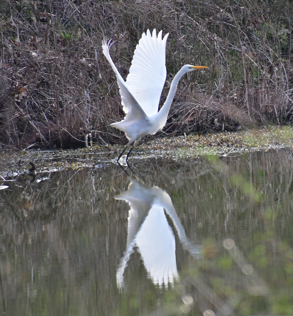 Great Egret - ML435335301