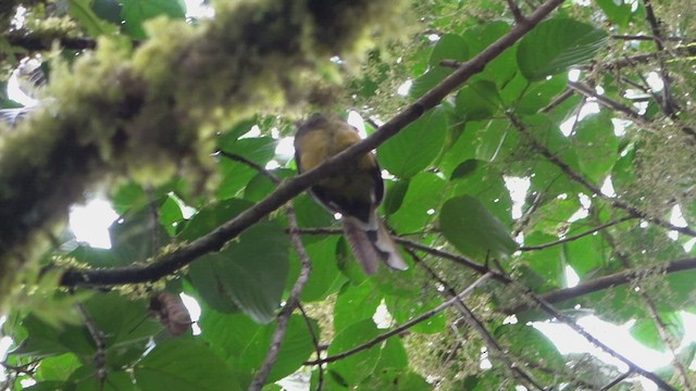 Ward's Trogon - ML435337271