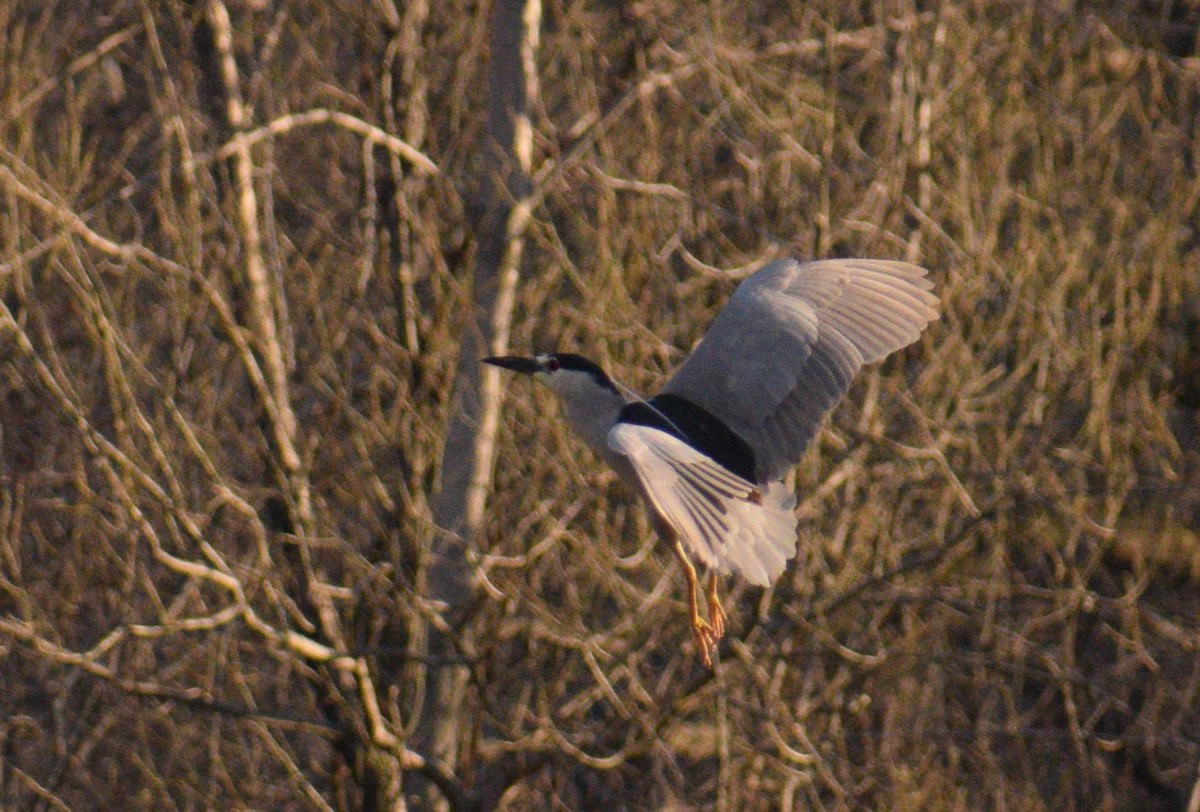 Black-crowned Night Heron - John Fabrycky