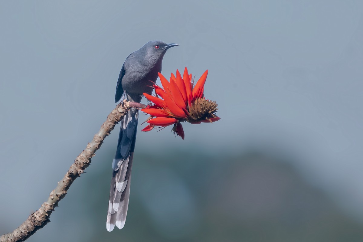 Long-tailed Sibia - Rajkumar Das