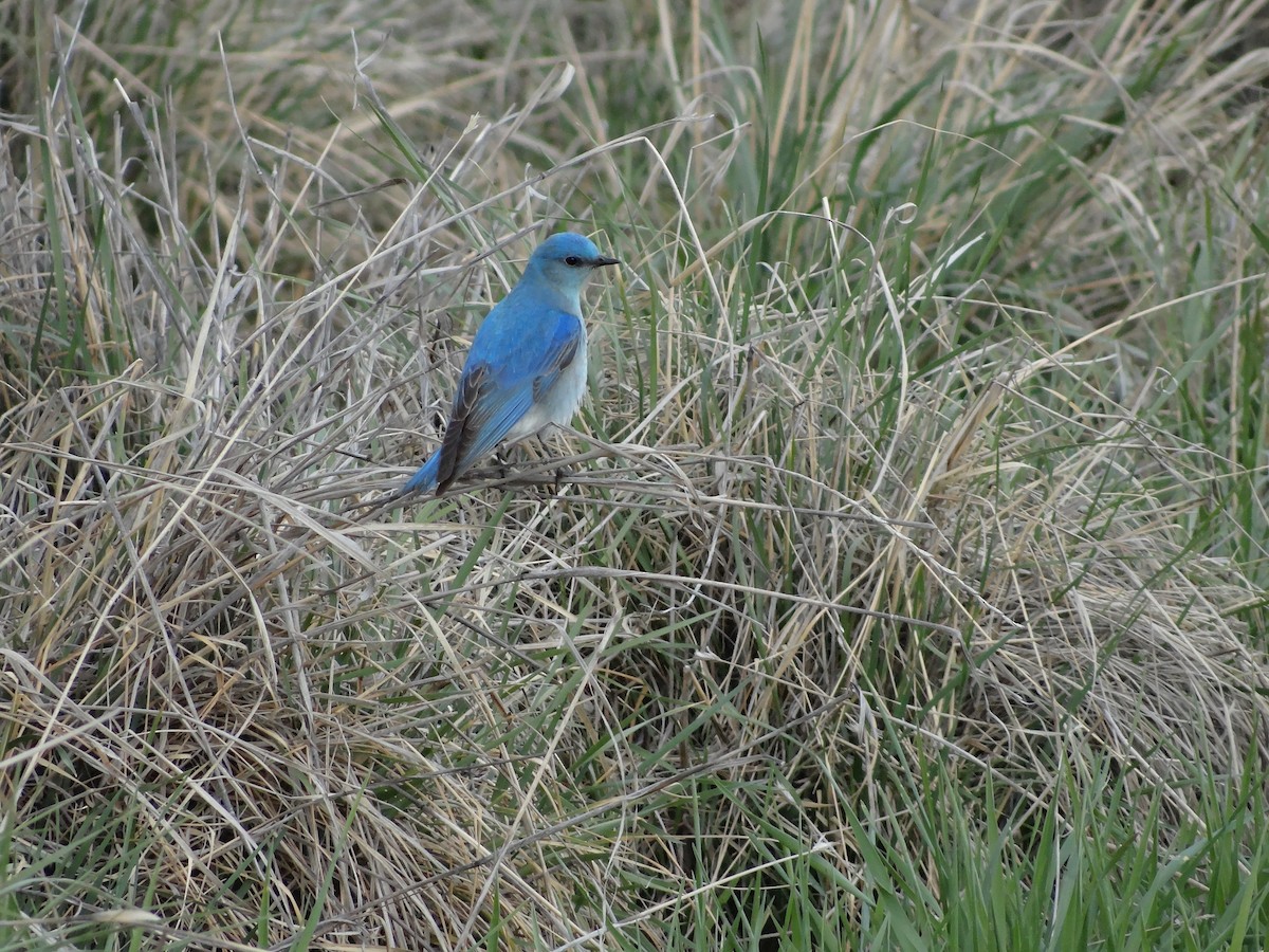 Mountain Bluebird - ML435338331