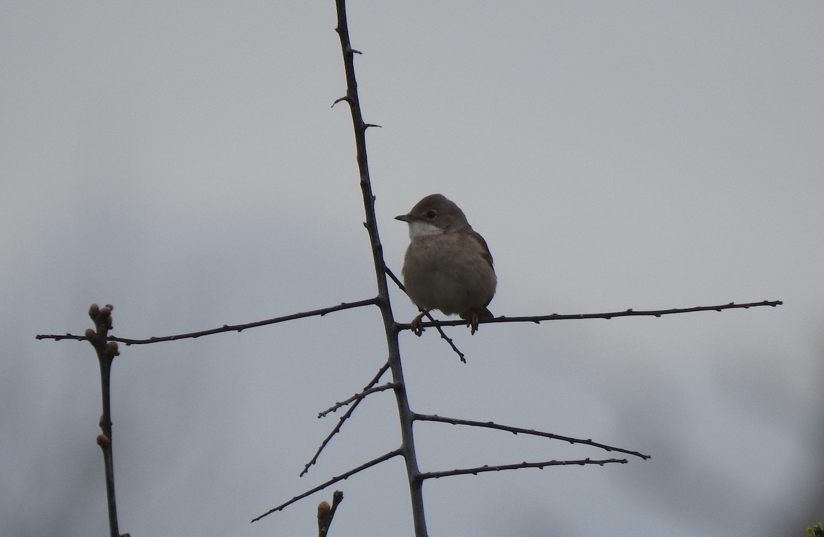 pěnice hnědokřídlá - ML435338831