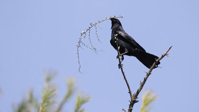 Fish Crow - ML435340091