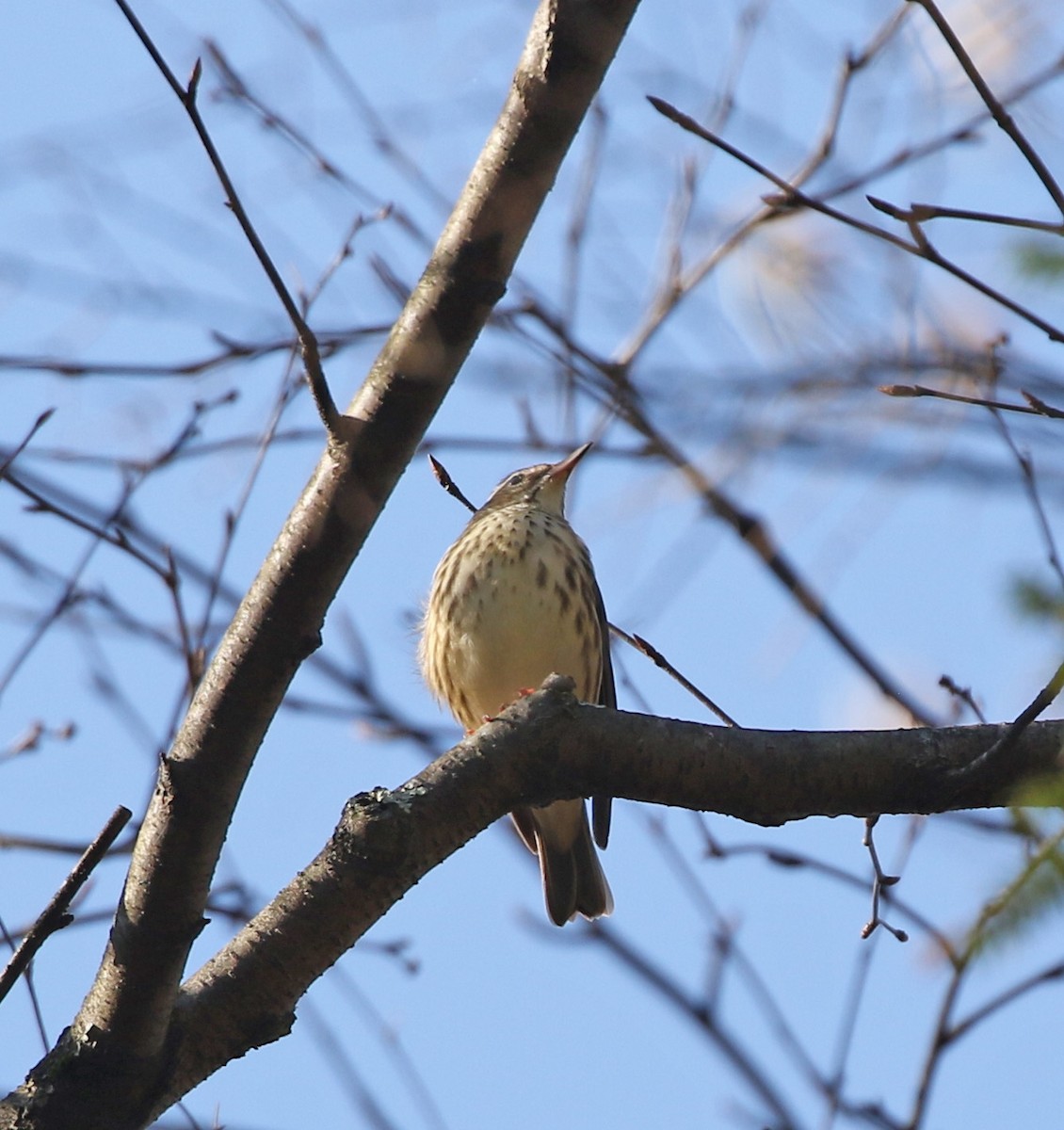 Louisiana Waterthrush - ML435340881