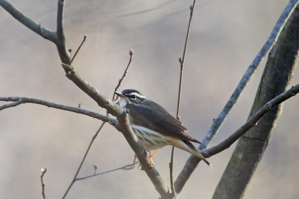 Louisiana Waterthrush - ML435340891