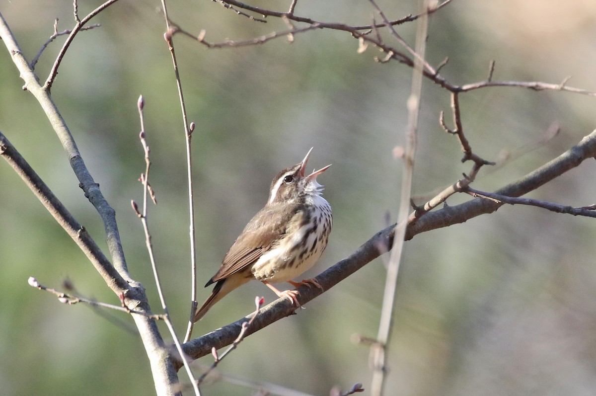 Louisiana Waterthrush - ML435340901