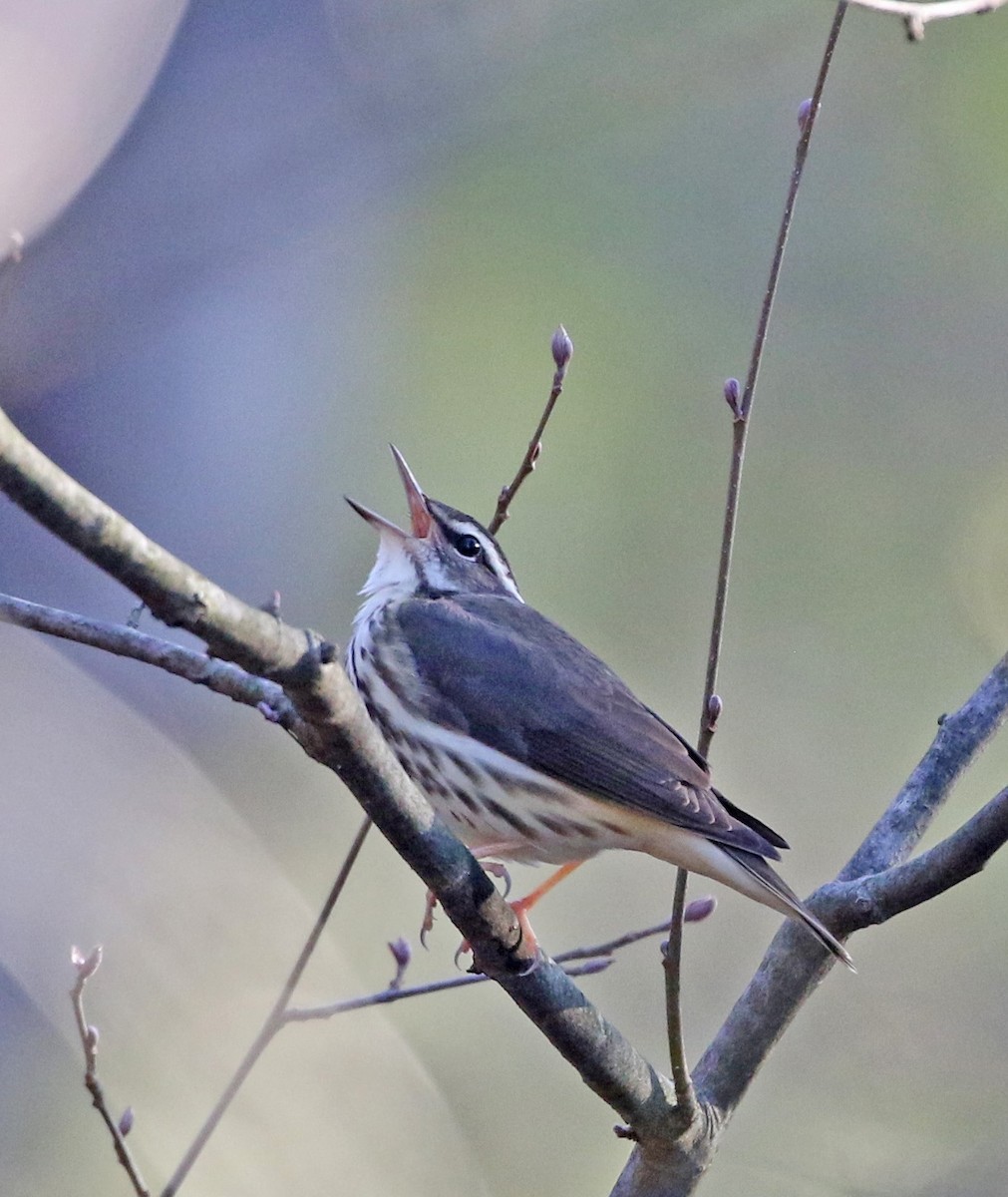 Louisiana Waterthrush - ML435340921