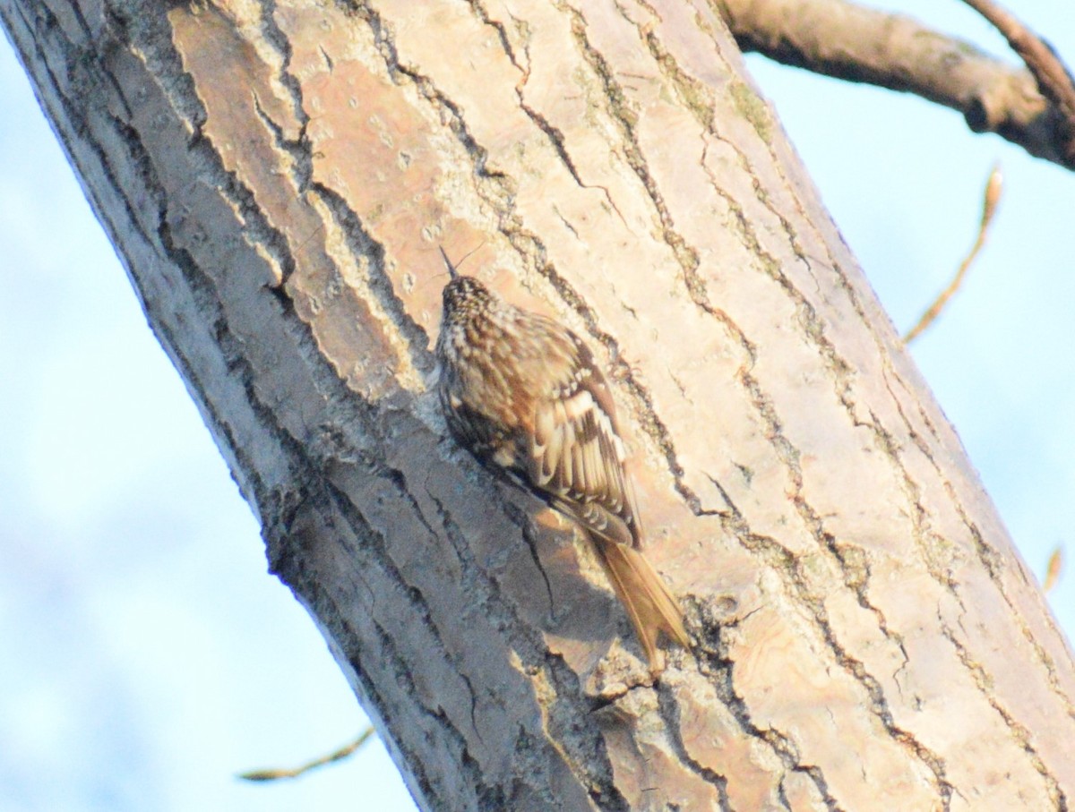 Brown Creeper - John Fabrycky