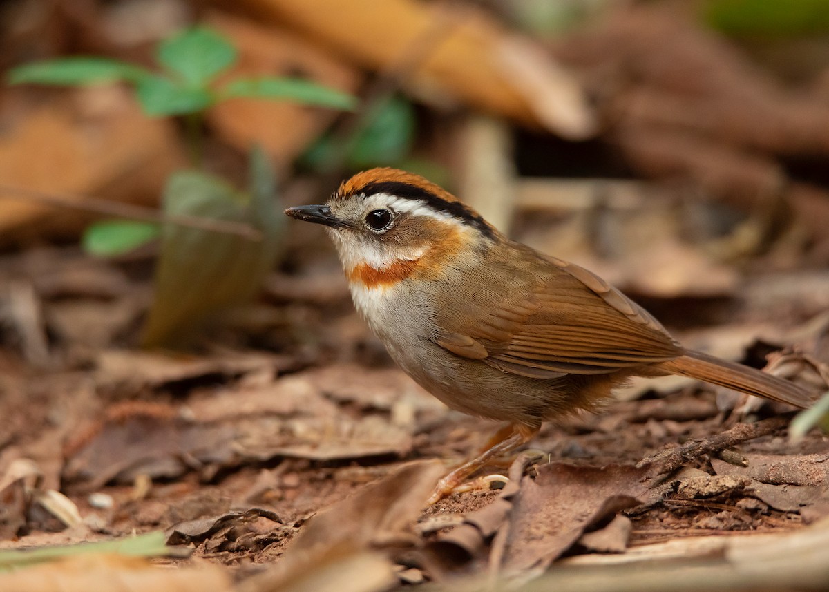 Rufous-throated Fulvetta - ML435342171