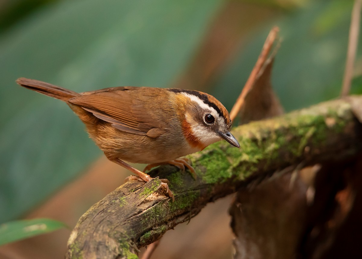 Rufous-throated Fulvetta - ML435342211