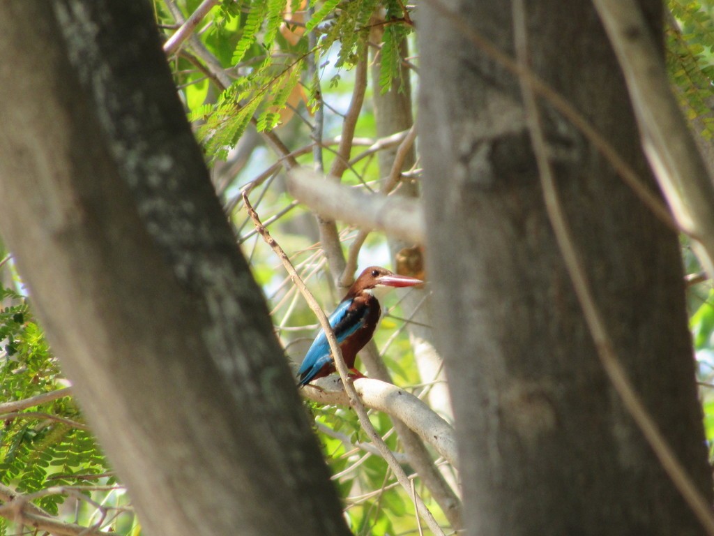 White-throated Kingfisher - Ángel Dolón