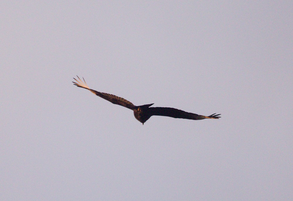 Black Vulture - ML43534341