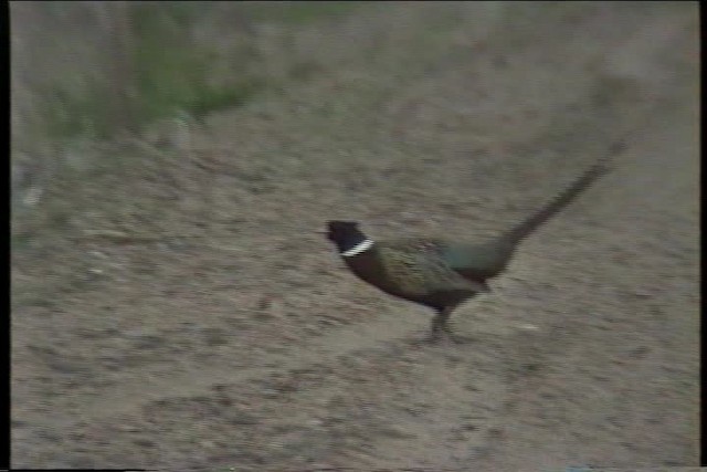 Ring-necked/Green Pheasant - ML435344