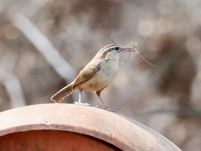 Carolina Wren - ML435344791