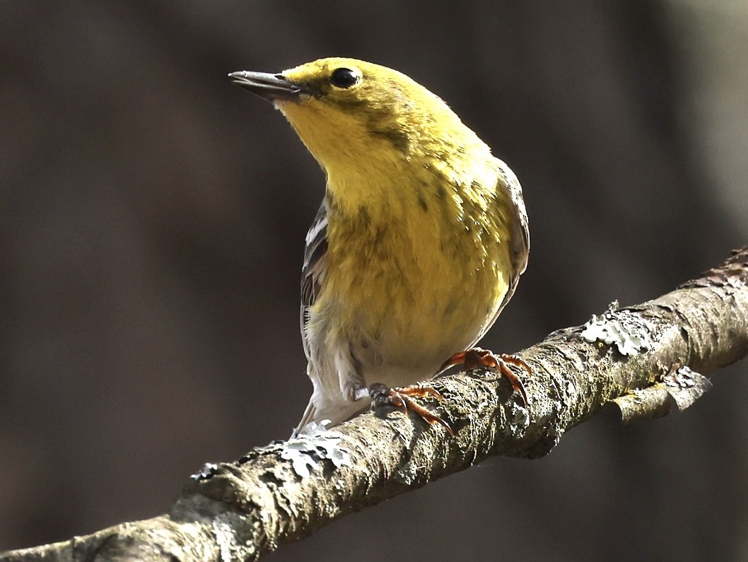 Pine Warbler - ML435344831