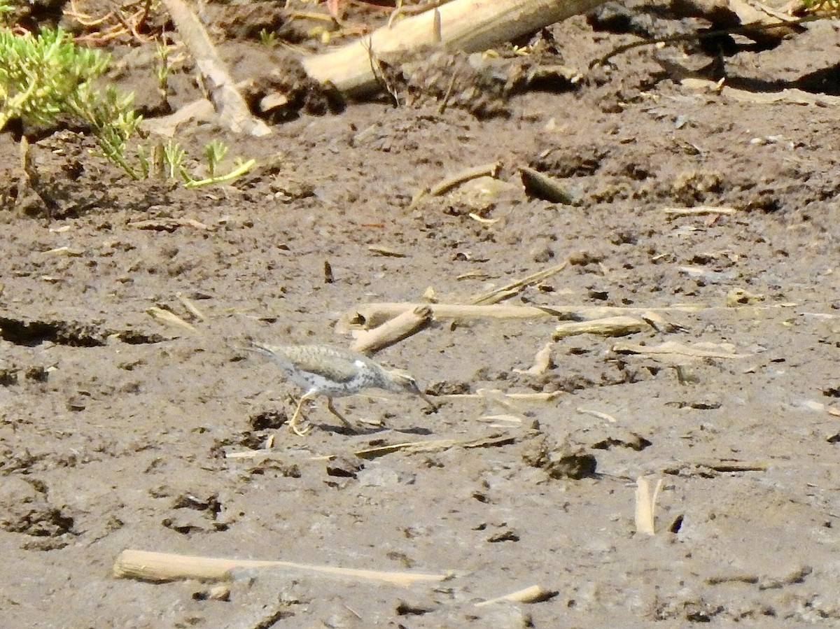 Spotted Sandpiper - ML435345641