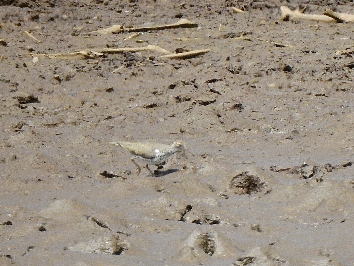 Spotted Sandpiper - ML435345721