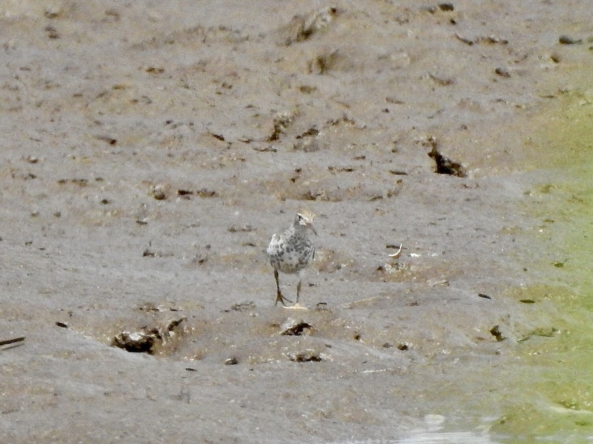 Spotted Sandpiper - ML435345761