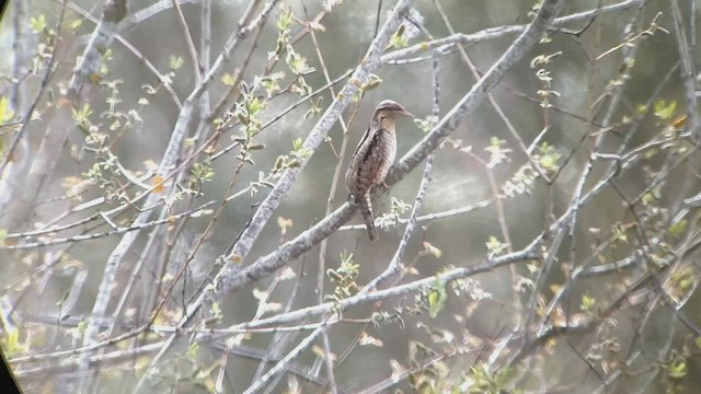 Eurasian Wryneck - ML435345831