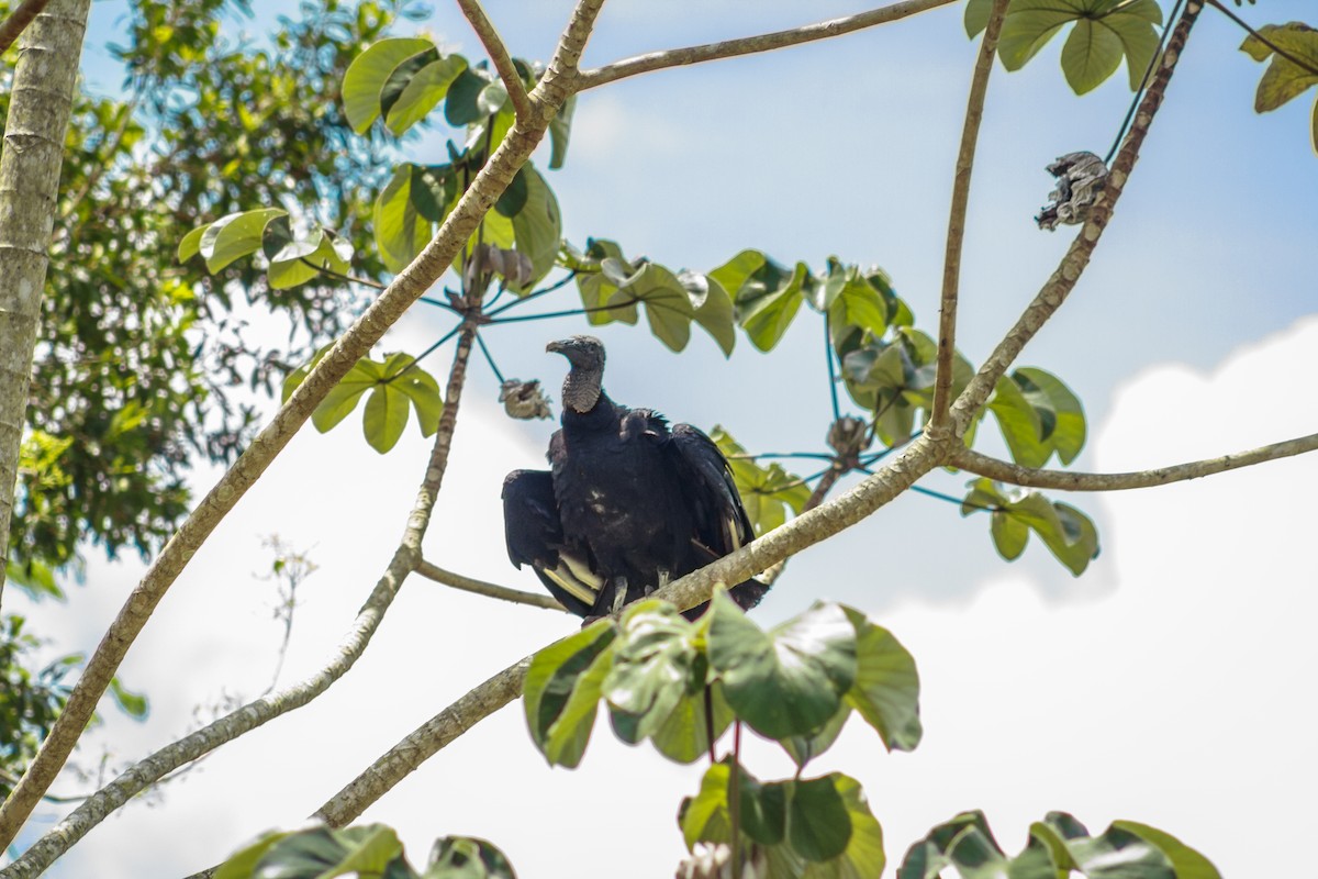 Black Vulture - ML435346321