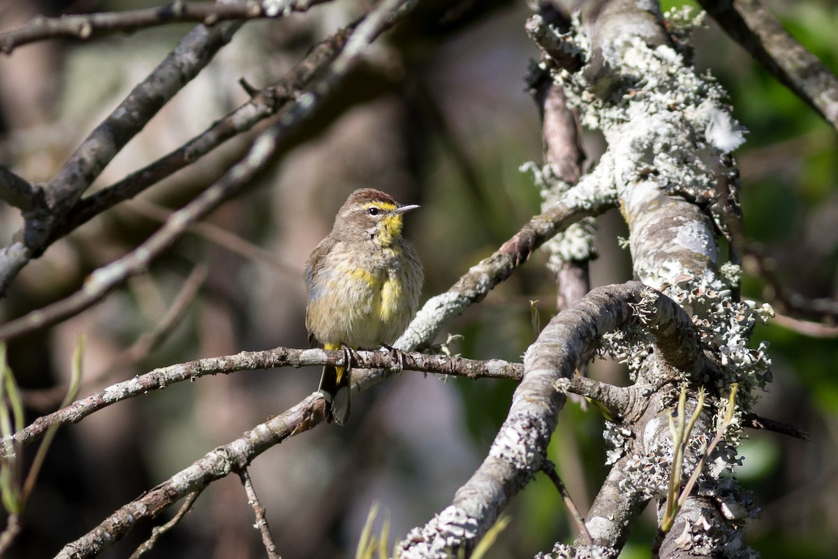 Palm Warbler - ML435347391