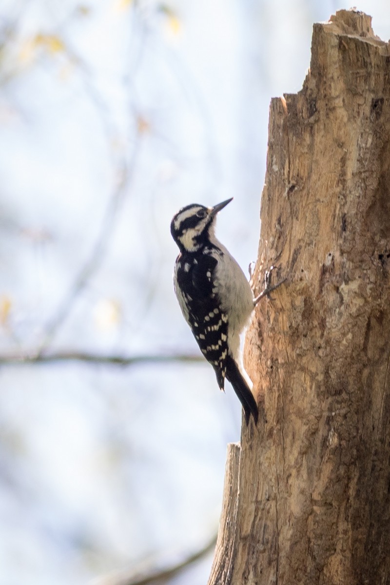 Hairy Woodpecker - ML435347701