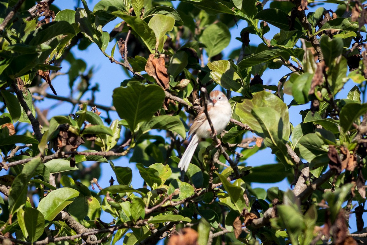 Field Sparrow - ML435347861