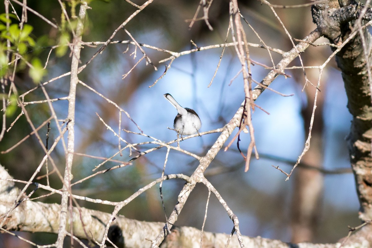 Gobemoucheron gris-bleu - ML435347961