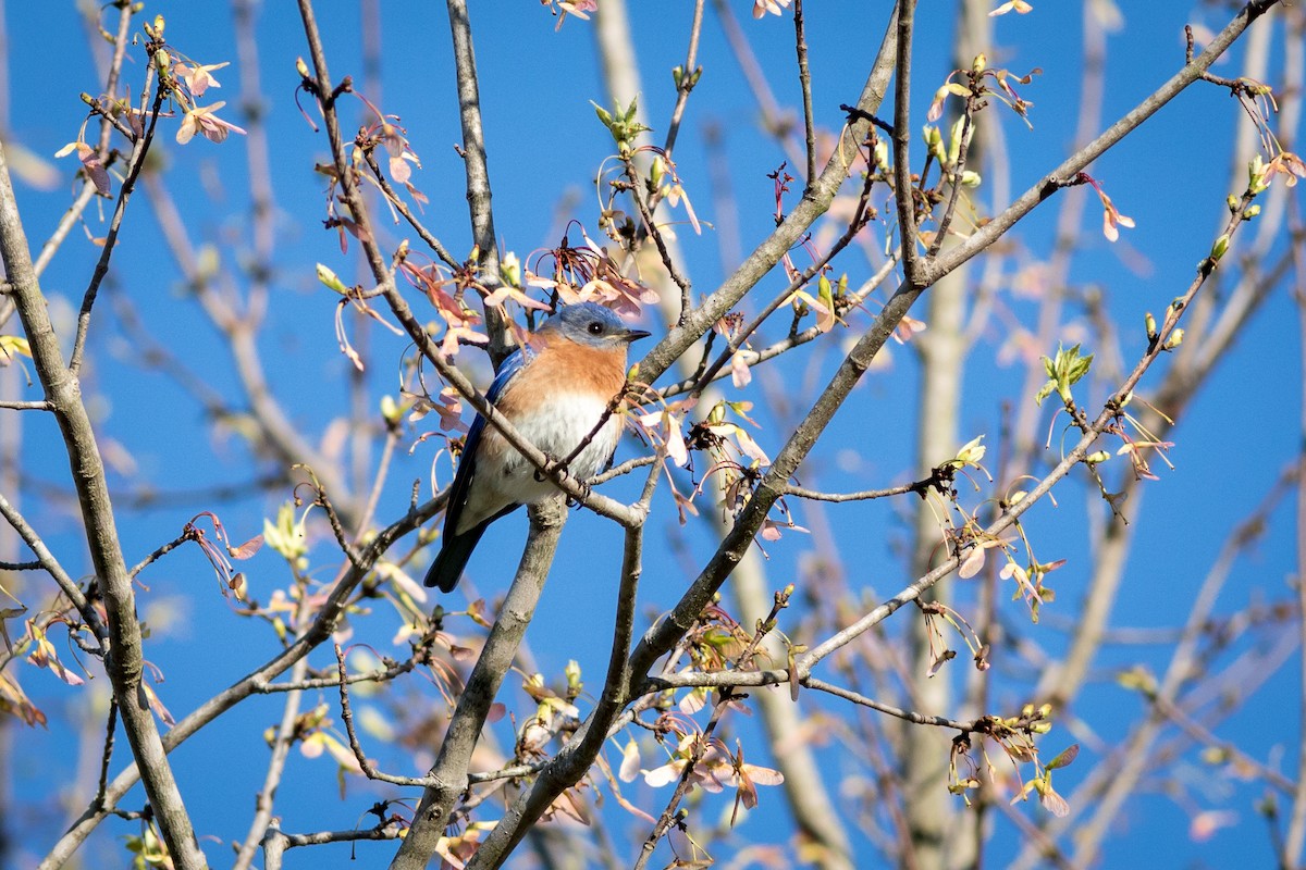 Eastern Bluebird - ML435348131