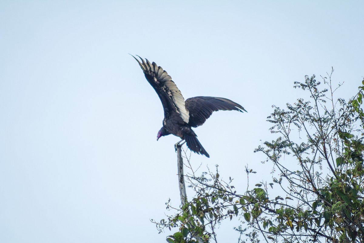Turkey Vulture - ML435348331