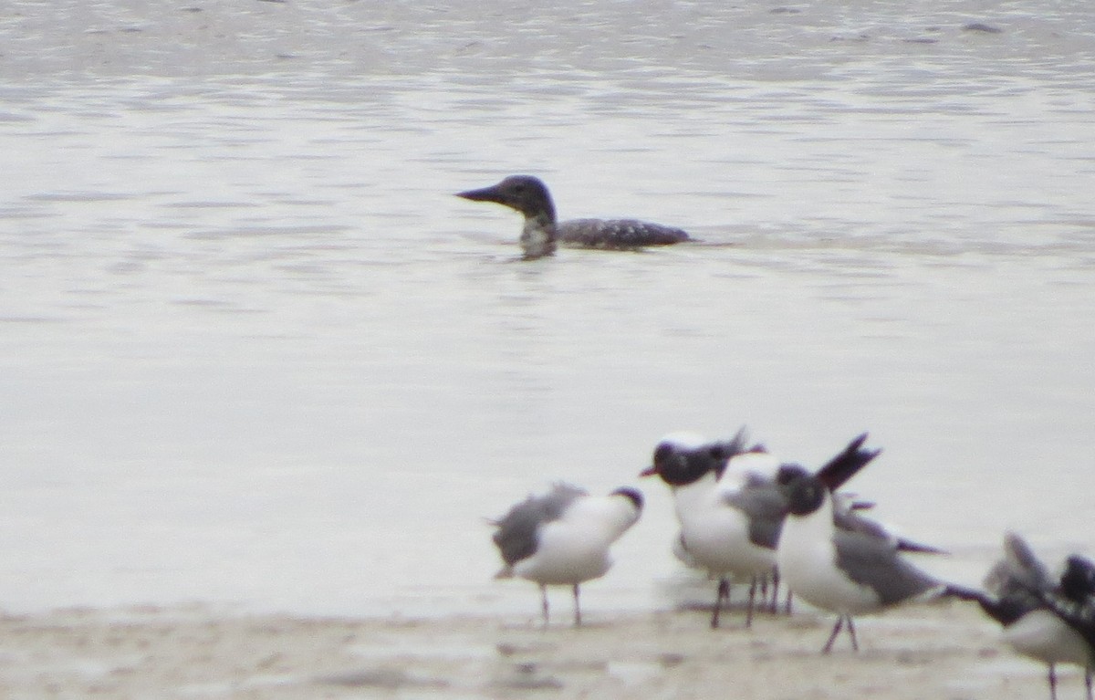 Common Loon - ML435349711