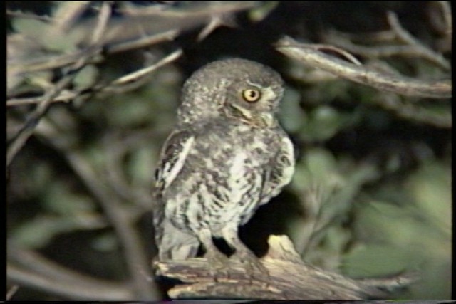 Elf Owl - ML435351