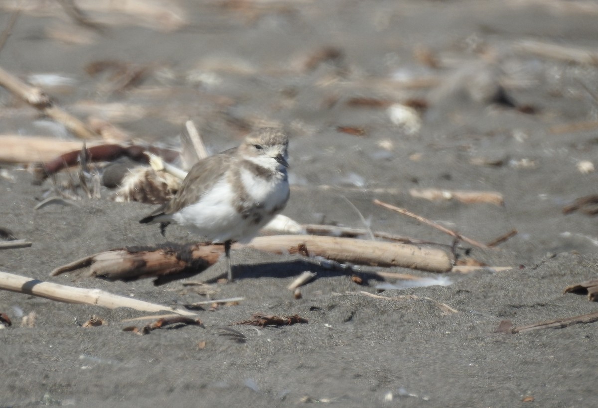 Two-banded Plover - ML435352741