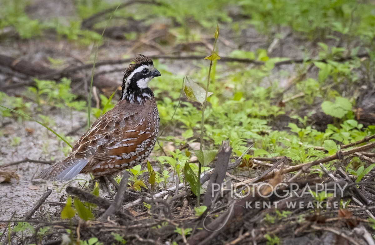 Northern Bobwhite - ML435353691