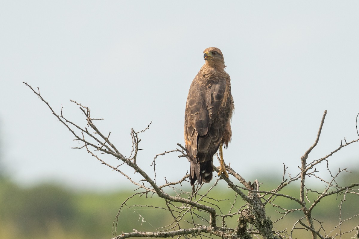 Savanna Hawk - ML435354511